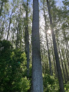 Immagine WhatsApp 2024-07-03 ore 21.01.22_eabeb68a